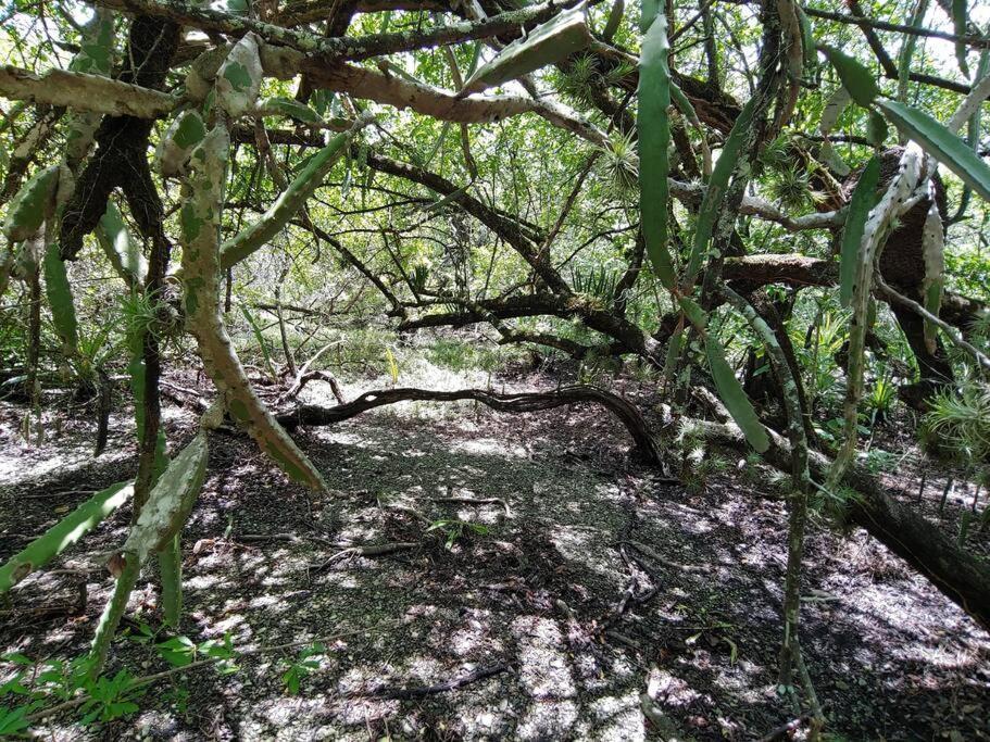 Magica Cabana En Medio Del Bosque En Isla Venado Villa Lepanto Екстериор снимка